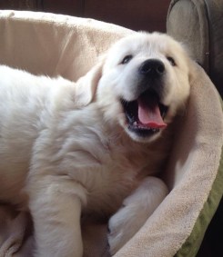 10885543_412279992253822_734057551209974474_n