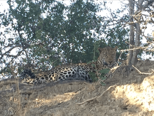 Screen Shot 2018-04-15 at 1.56.24 PM